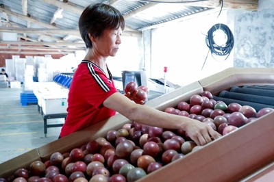 龙岩新罗:百香果飘香 特色产业助农增收